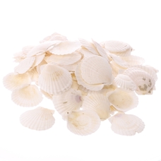 Scallop Shells - Pack of 15